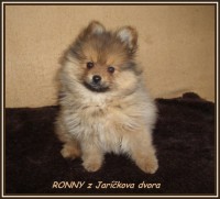 /album/fotogalerie-ronny/ronny-2011-jpg/